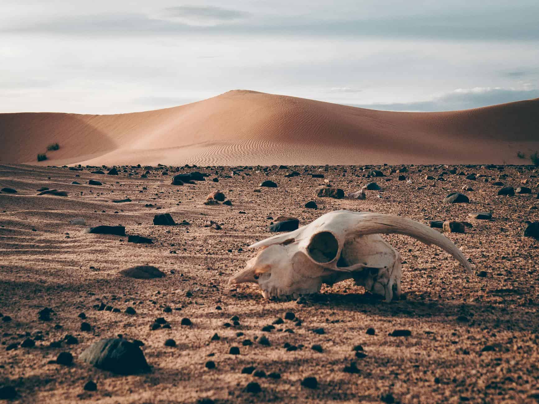 remnants on desert