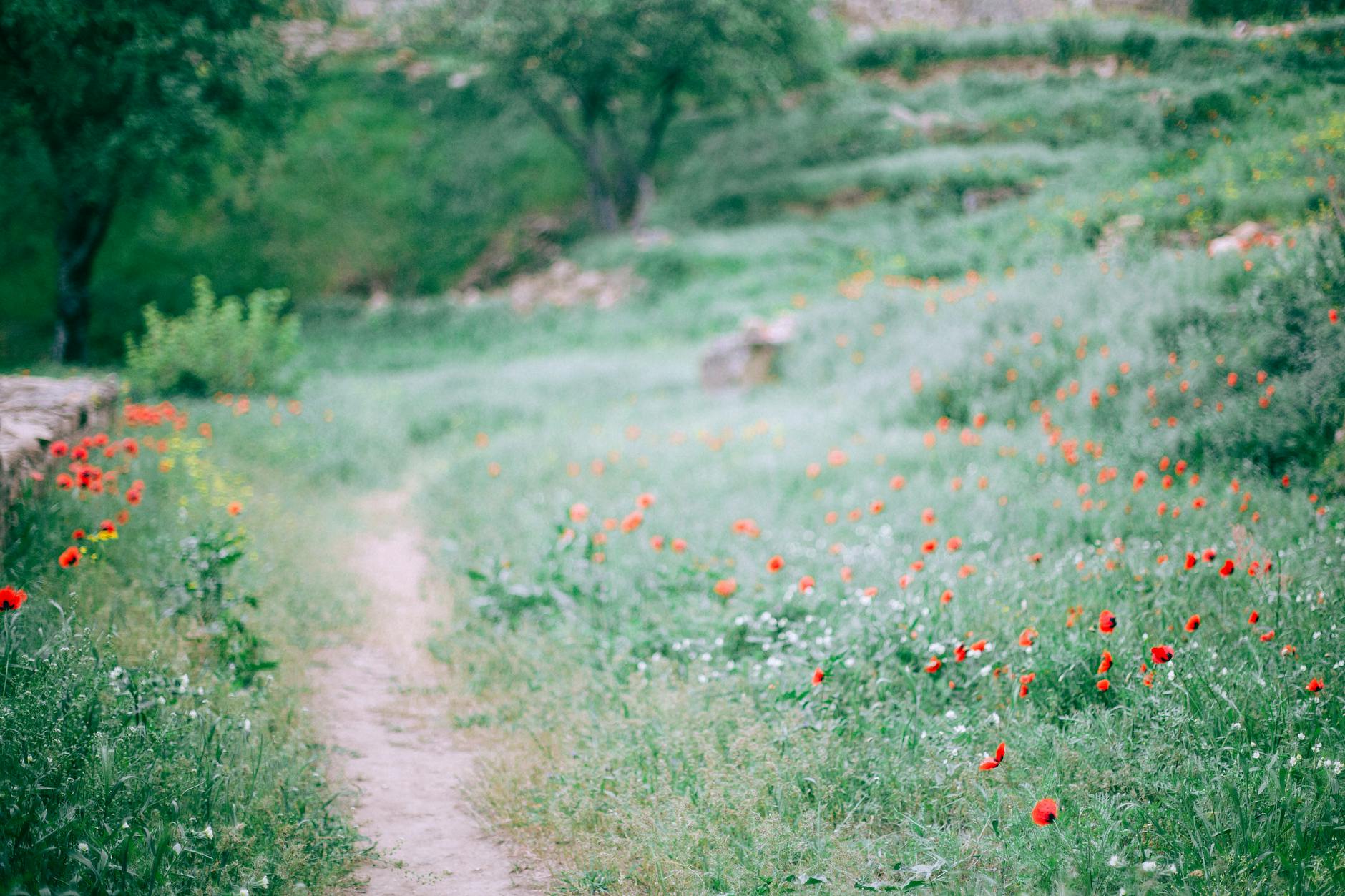 rural road between grassy field