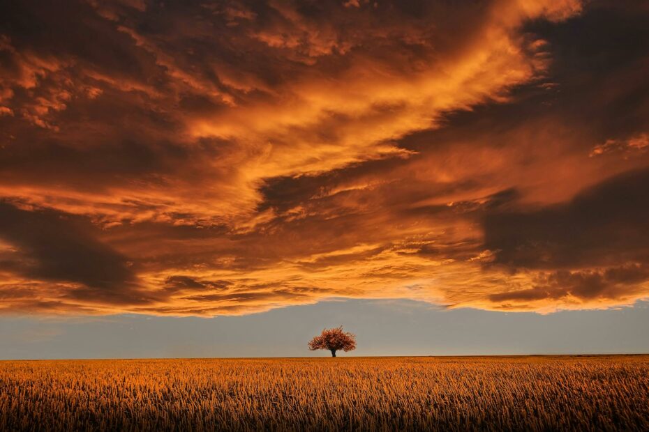brown leafed tree on open field under white clouds and blue sky
