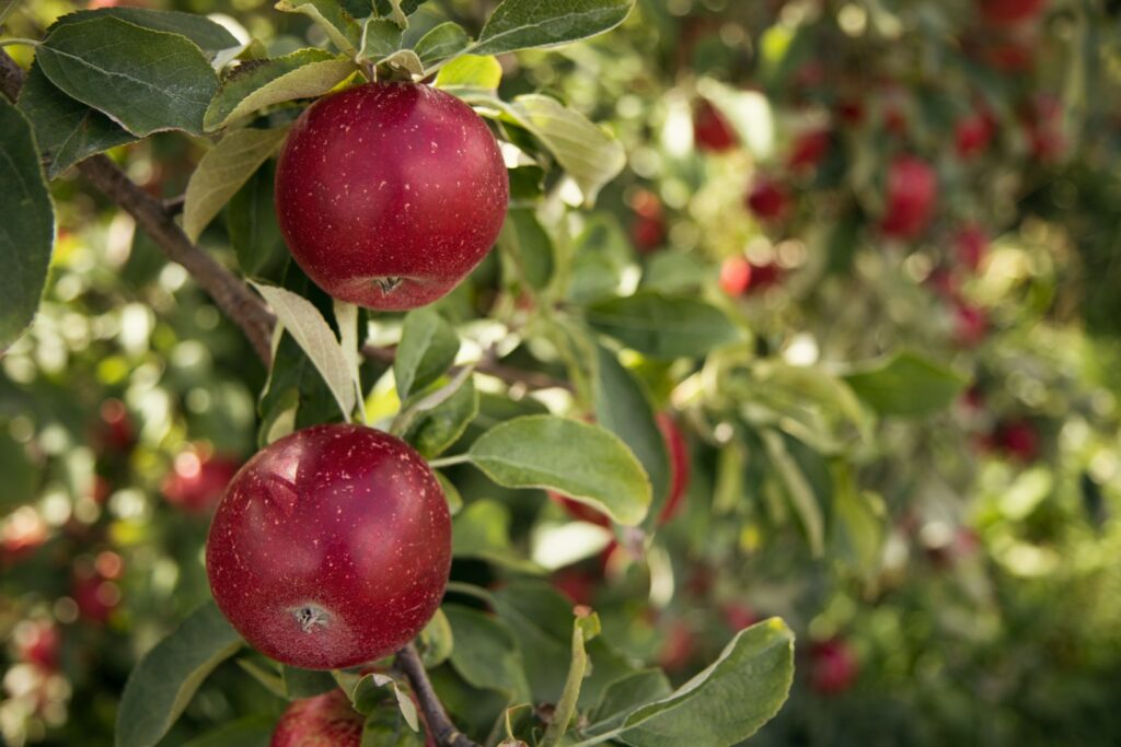 round red fruit