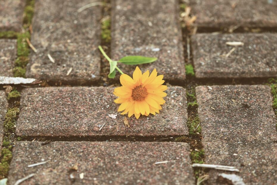 Bright yellow flower resting on aged brick pathway with green moss fillers.